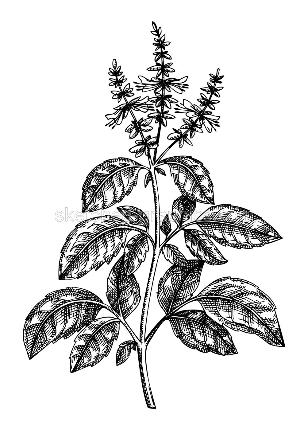 Holy Basil. Adaptogenic plant botanical sketch. Hand-sketched Holy Basil illustration. Great for traditional medicine, cosmetology, Ayurveda, clinical research design. Natural adaptogen drawing Illustration
